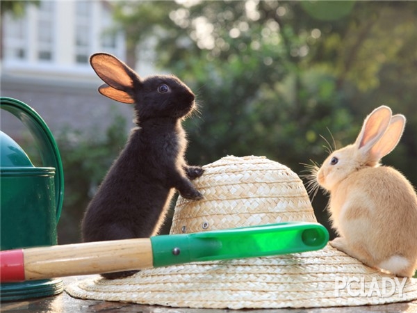 【宠物兔】宠物兔怎么养,宠物兔品种,宠物兔的