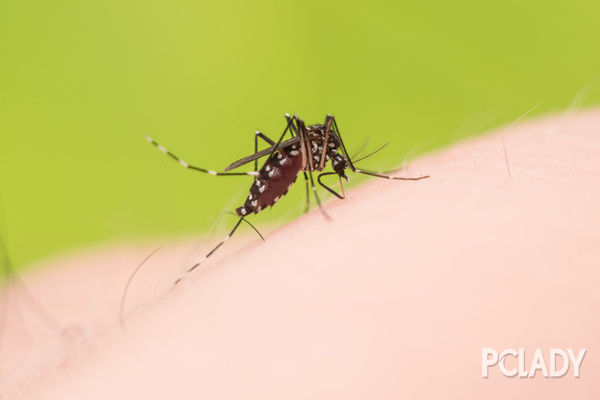 蚊子的危害你知多少？