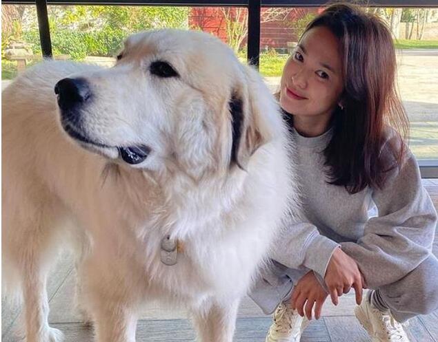 宋慧乔近照曝光 一身运动装与爱犬合照笑容甜美 38岁少女感满满 图 明星资讯 明星 太平洋时尚网